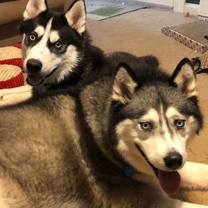 Meet Penny and Fozzy, Siberian Huskies